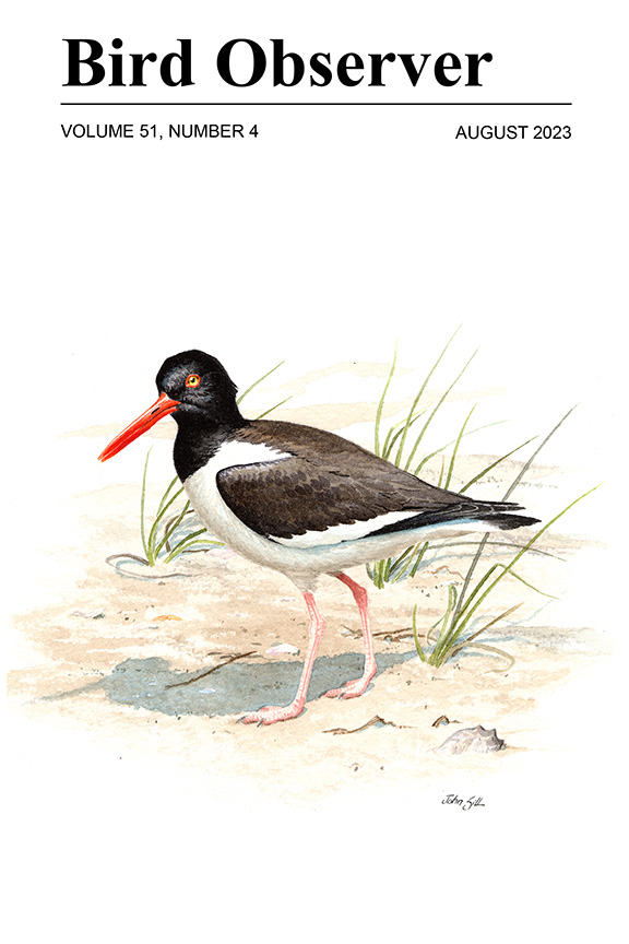 American Oystercatcher by John Sill © Massachusetts Audubon Society. Courtesy of the Museum of American Bird Art.